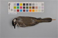 藏品(白頭翁)的圖片